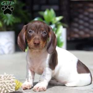 Jackson, Dachshund Puppy